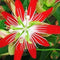 Passiflora Coccinea Plant