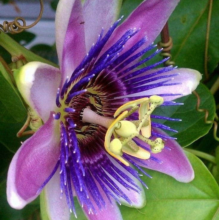 Passiflora incarnata Elizabeth Plant - myBageecha