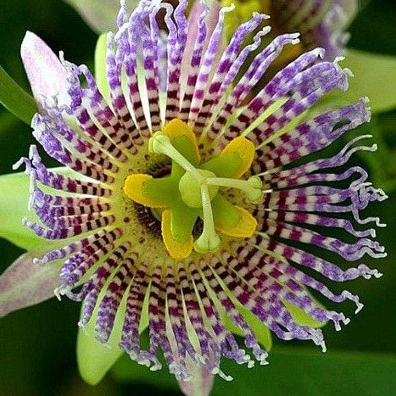 Passiflora sidifolia Plant - myBageecha