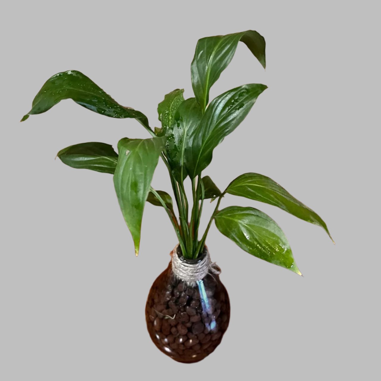 Peace Lily 'Petite' Terrarium Kit