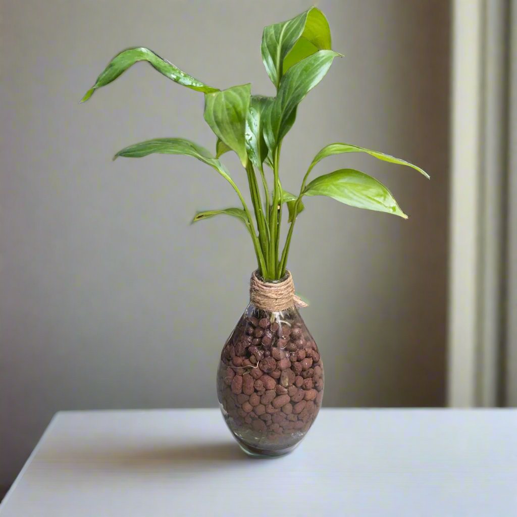 Peace Lily 'Petite' Terrarium Kit-myBageecha