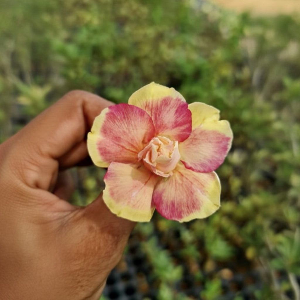 Peach Aurora Adenium Plant