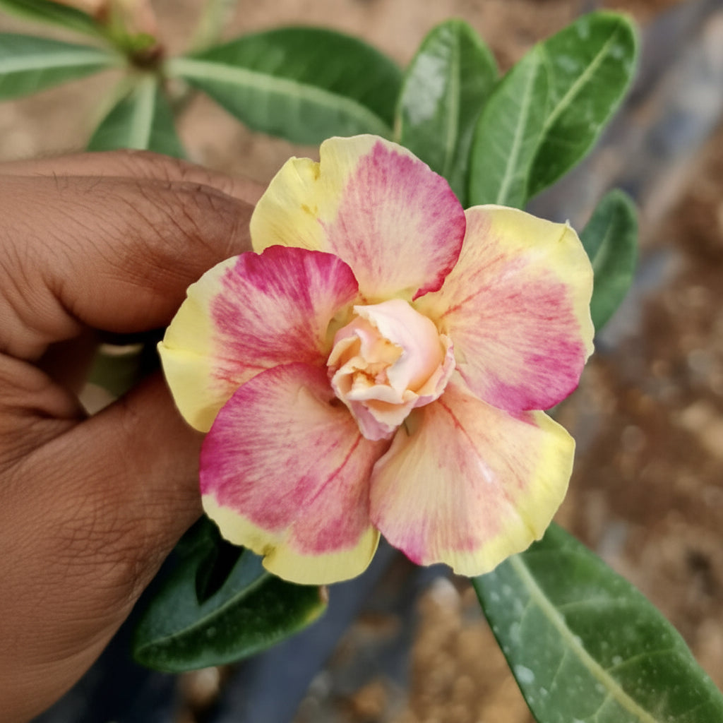 Peach Aurora Adenium Plant-mybageecha