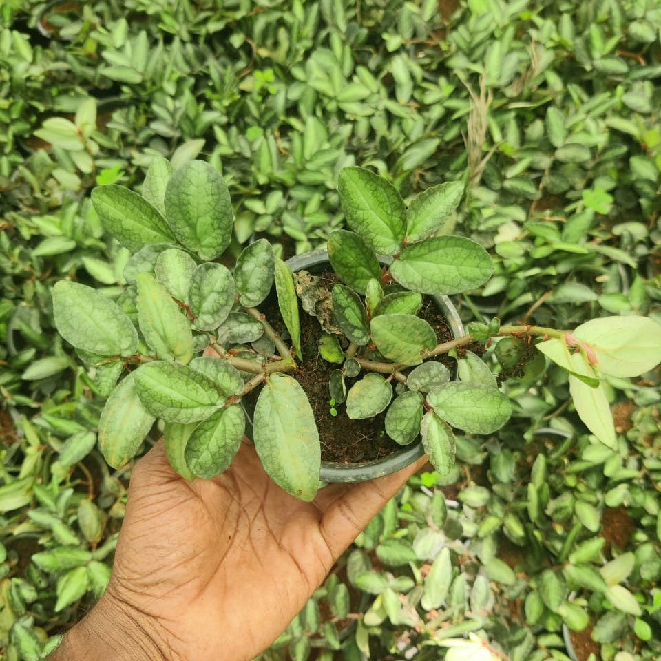 Pellionia repens Plant - myBageecha