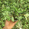 Pellionia repens Plant