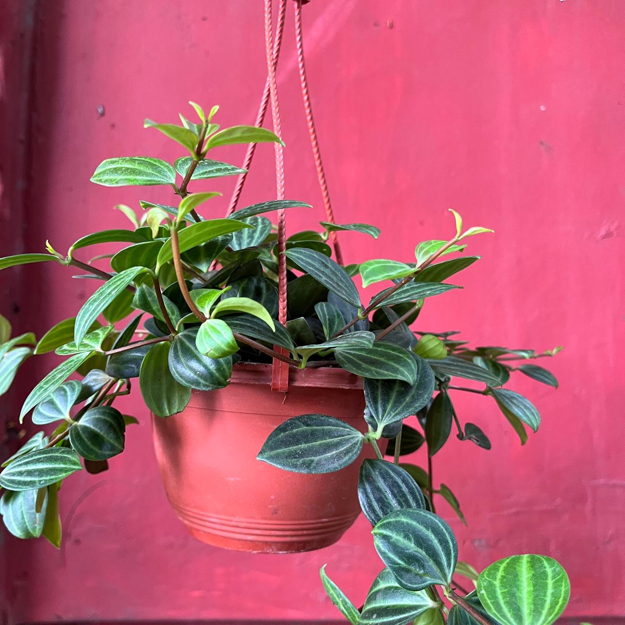 Peperomia 'Angulata' Succulent Plant
