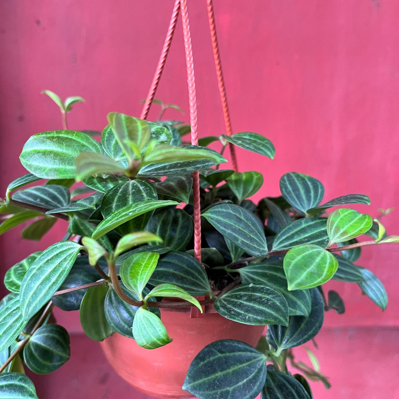 Peperomia 'Angulata' Succulent Plant