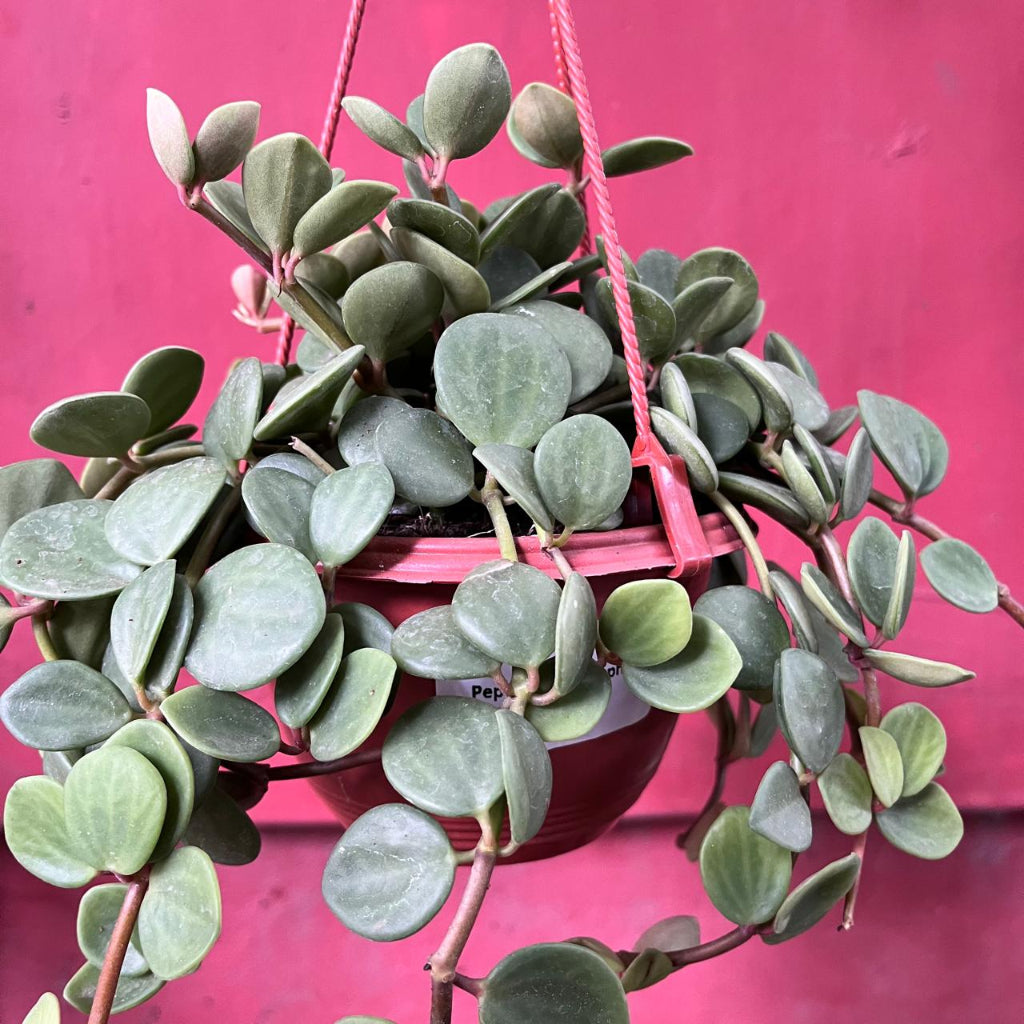 Peperomia tetraphylla ‘Hope’ Succulent Plant-myBageecha