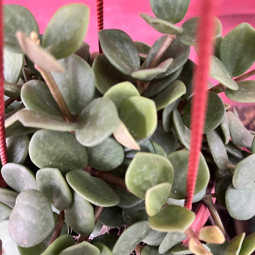 Peperomia tetraphylla ‘Hope’ Succulent Plant-myBageecha