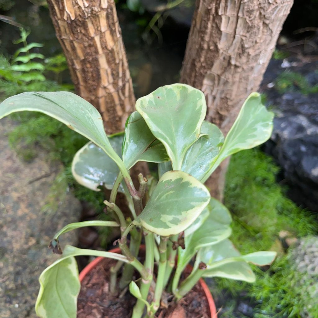 Peperomia obtusifolia ‘Gold’-myBageecha