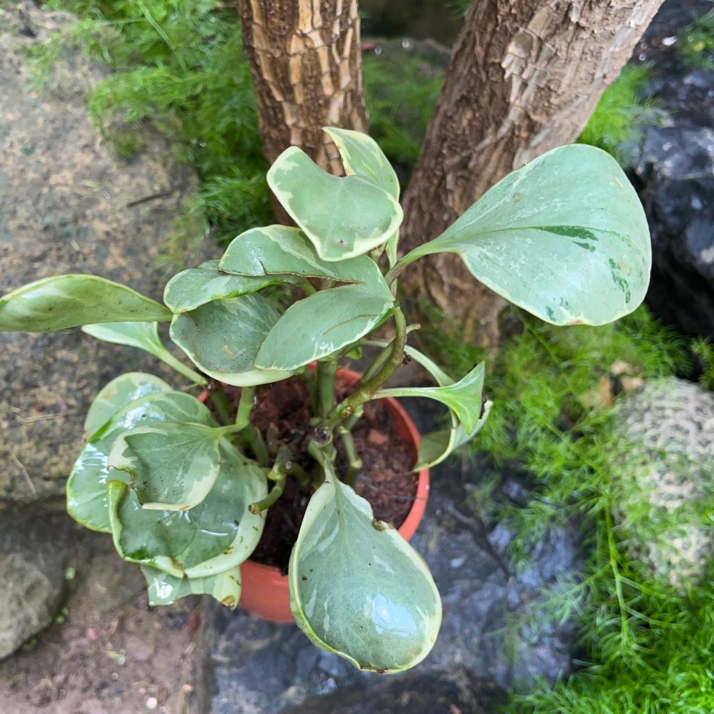 Peperomia obtusifolia ‘Gold’-myBageecha