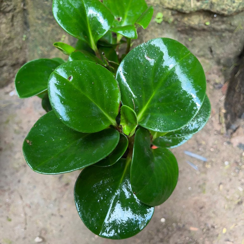 Peperomia obtusifolia Green-myBageecha