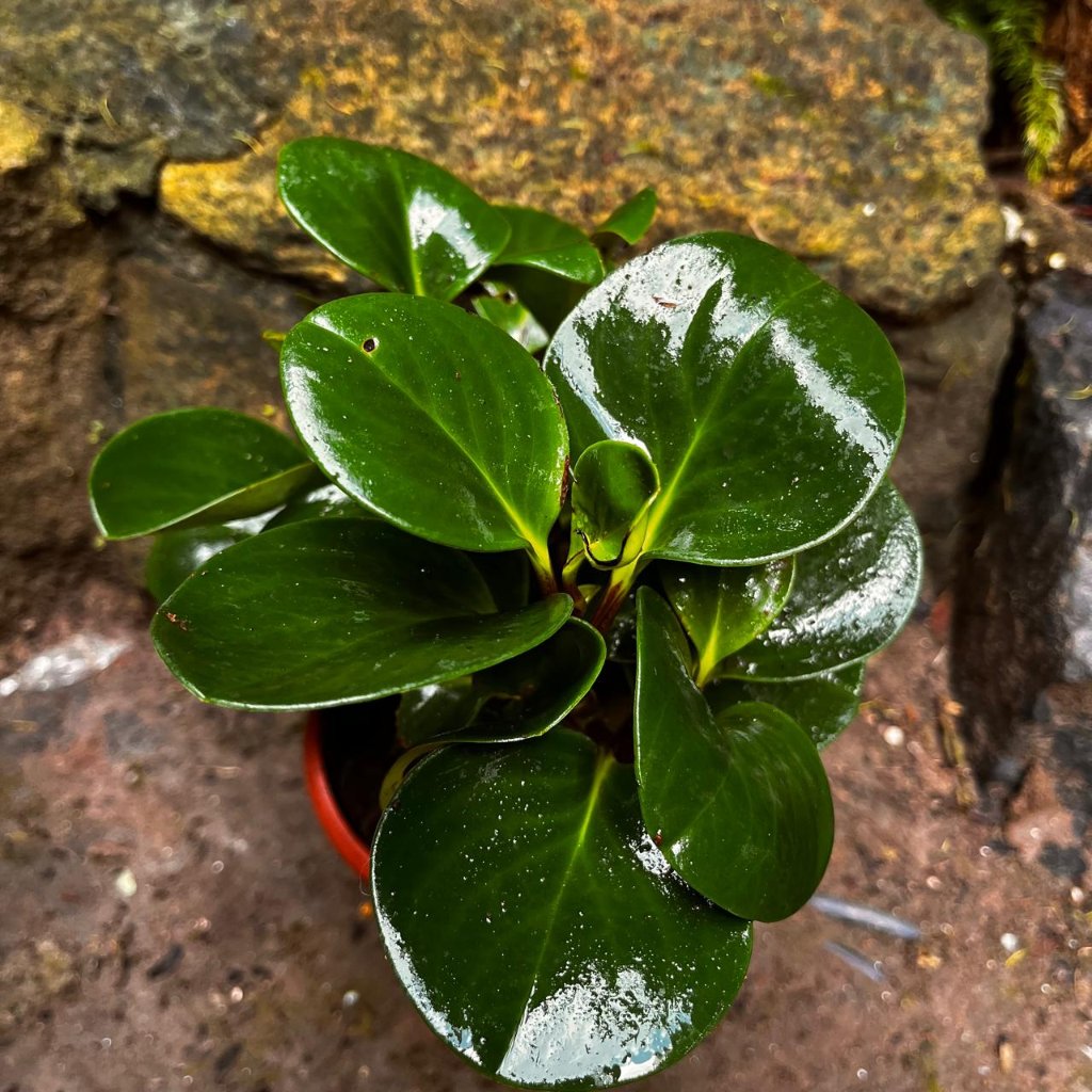 Peperomia obtusifolia Green-myBageecha