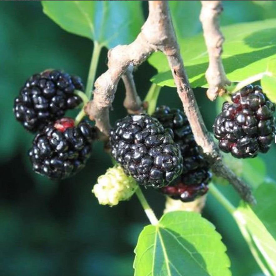 Persian Black Mulberry Plant-myBageecha