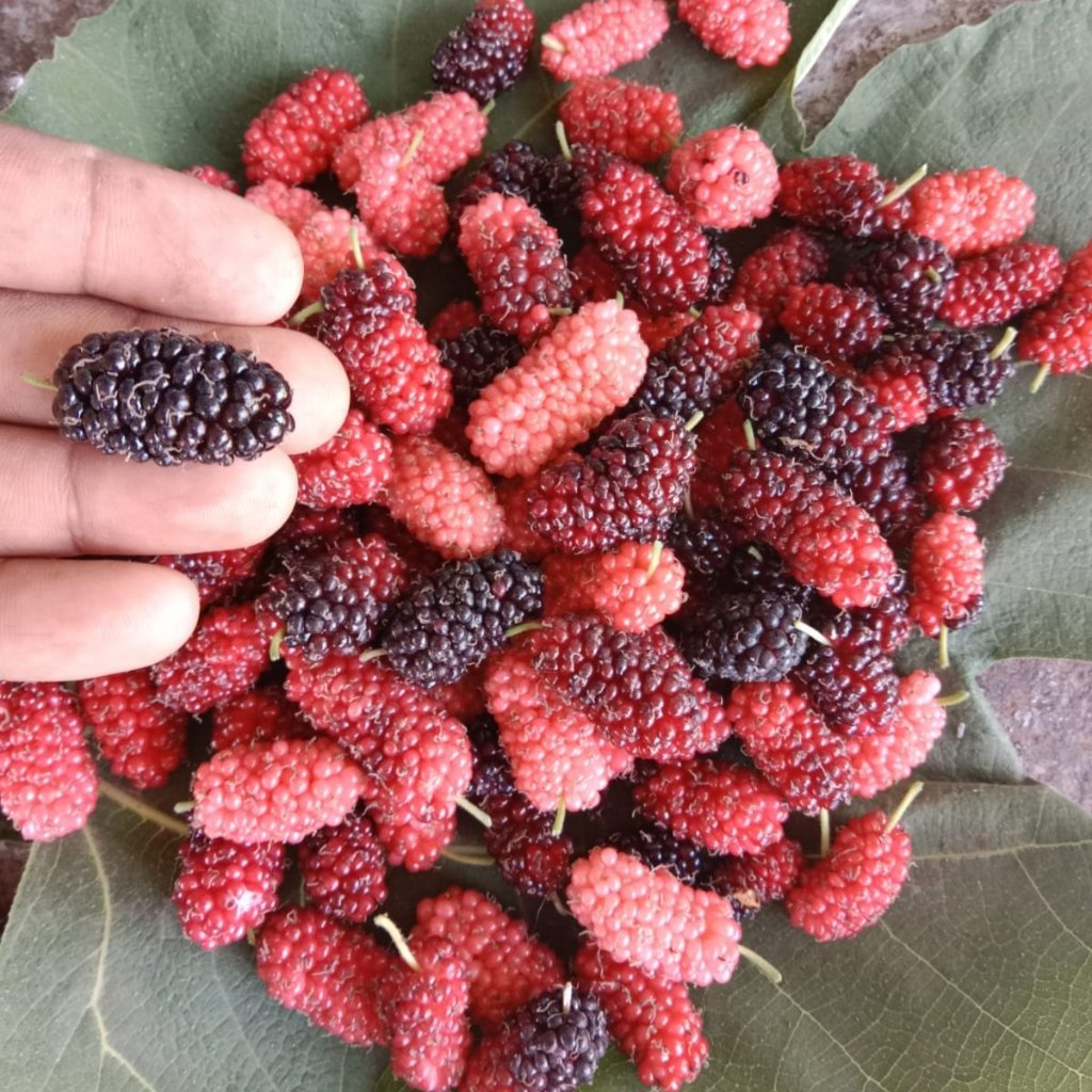 Persian Black Mulberry Plant-myBageecha