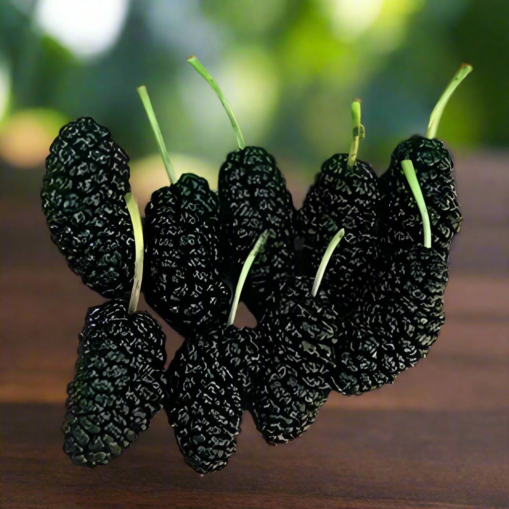 Persian Black Mulberry Plant-myBageecha