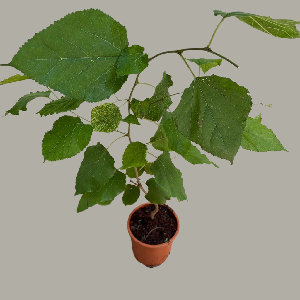 Persian Black Mulberry Plant-myBageecha