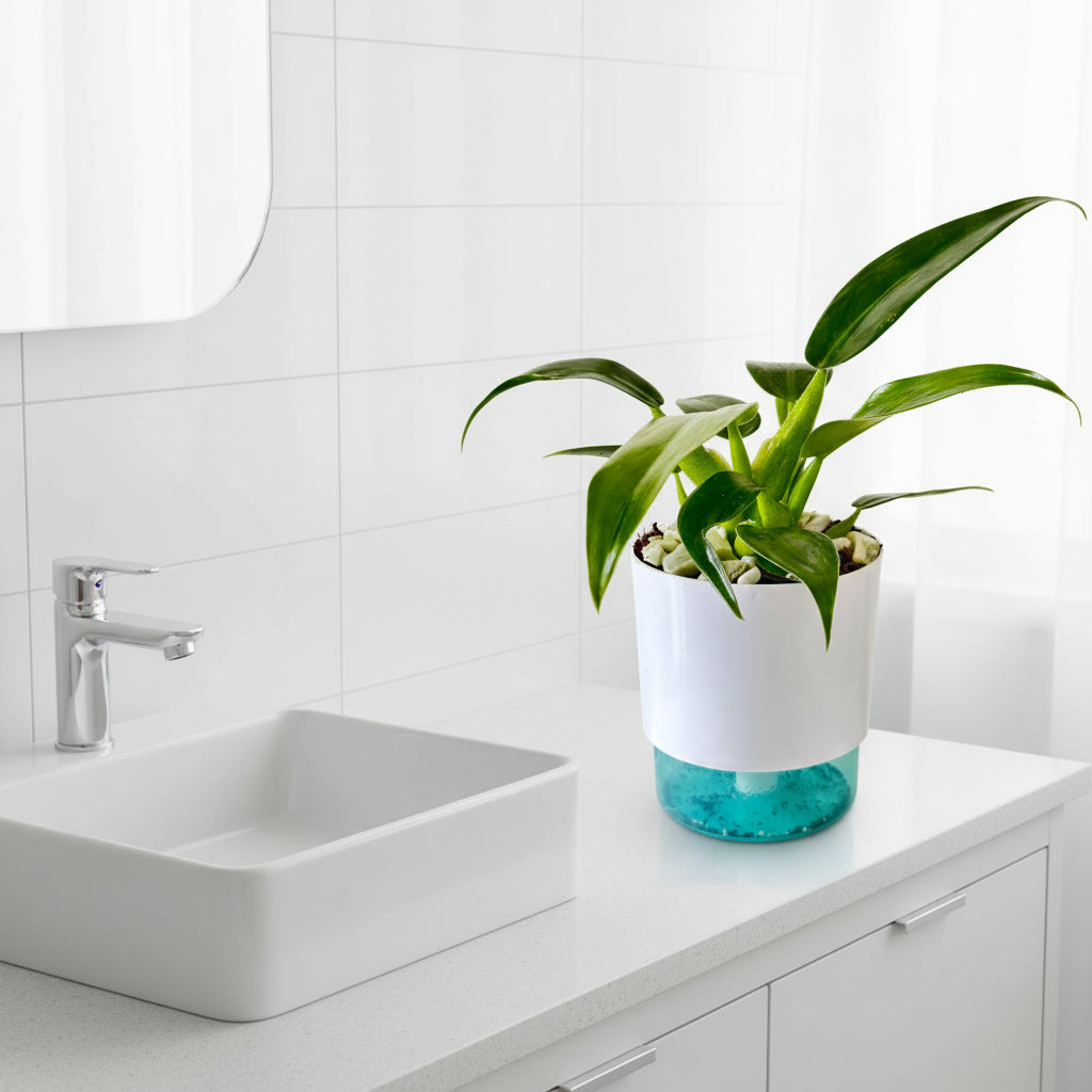 Philodendron Martianum Plant with Self Watering Plant-myBageecha