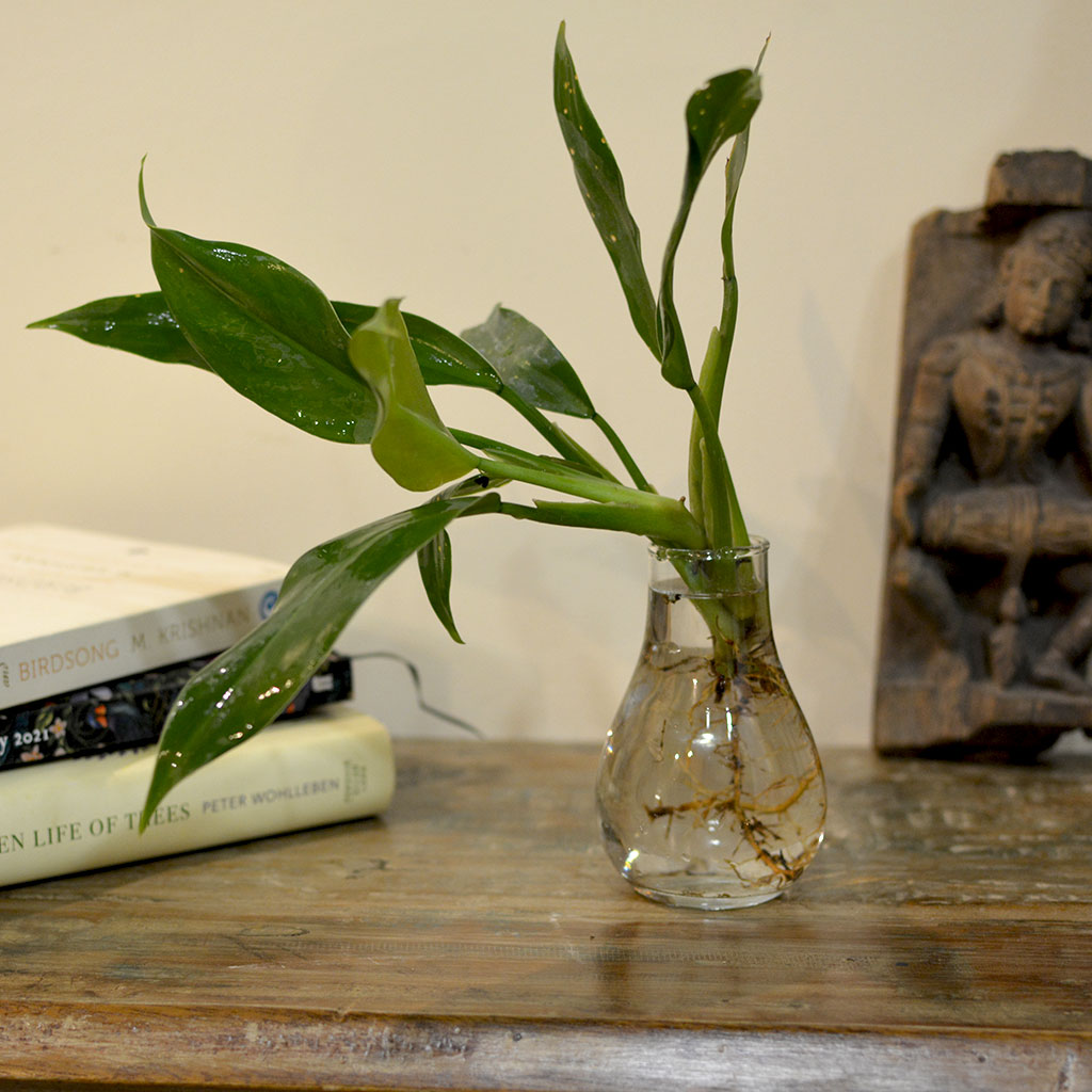 philodendron in terrariums Philodendron Wendlandii Water Terrarium Kit for Desks