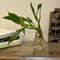 Philodendron Wendlandii Water Terrarium Kit