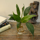 Philodendron Wendlandii Water Terrarium Kit