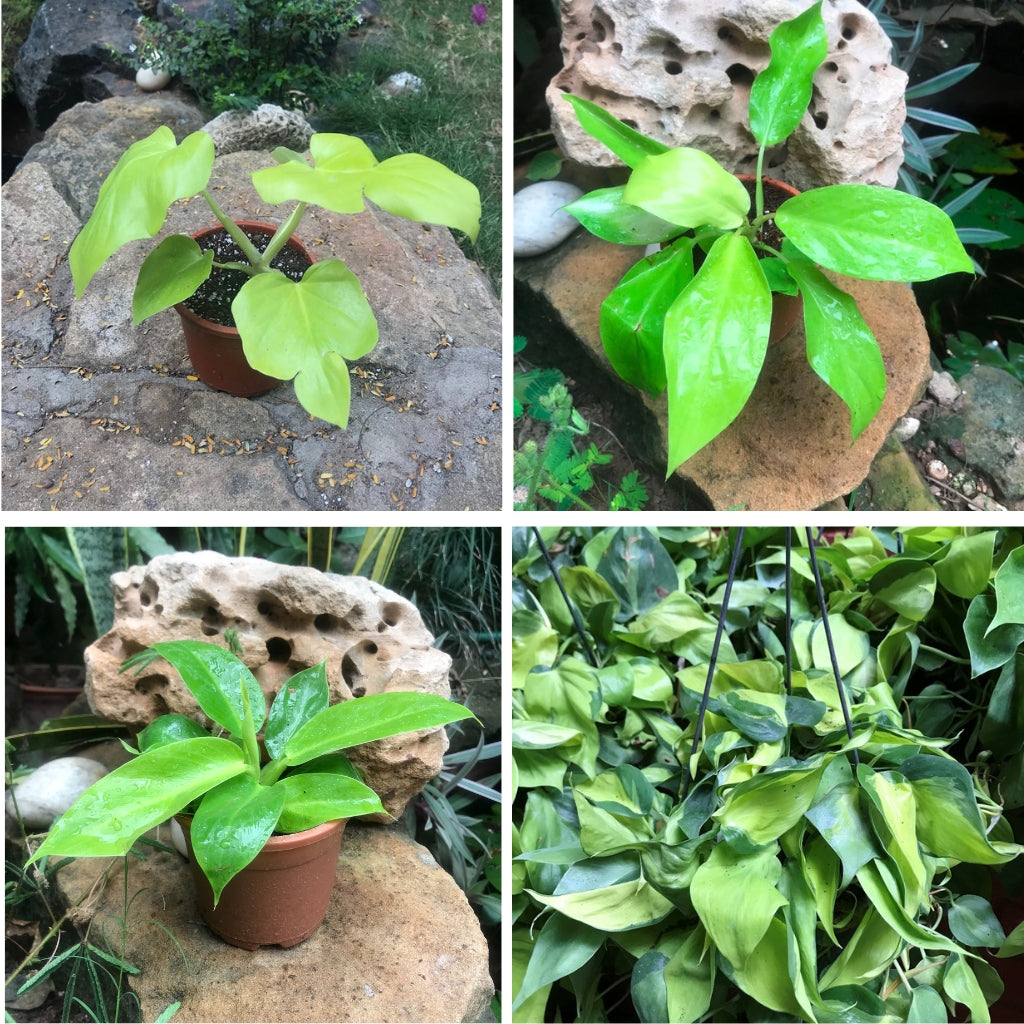 Cute Philodendron Plants Combo Ceylon, Brazil, Lemon Lime & Moonshine (Set of 4) - myBageecha