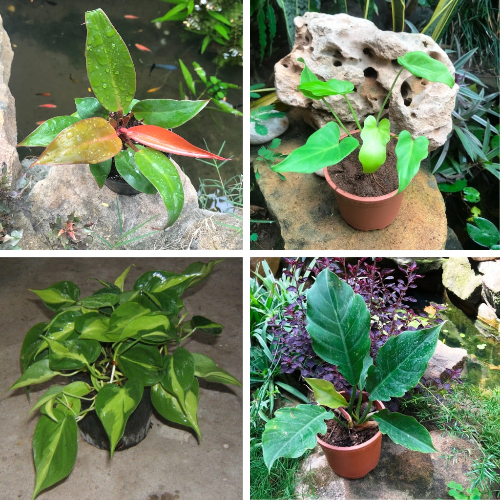 Endearing Philodendron Plants Combo of 4 - Philodendron Pluto Plant + Philodendron Prince of Orange + Philodendron Scandens Variegata + Philodendron Xanadu Golden Plant - myBageecha