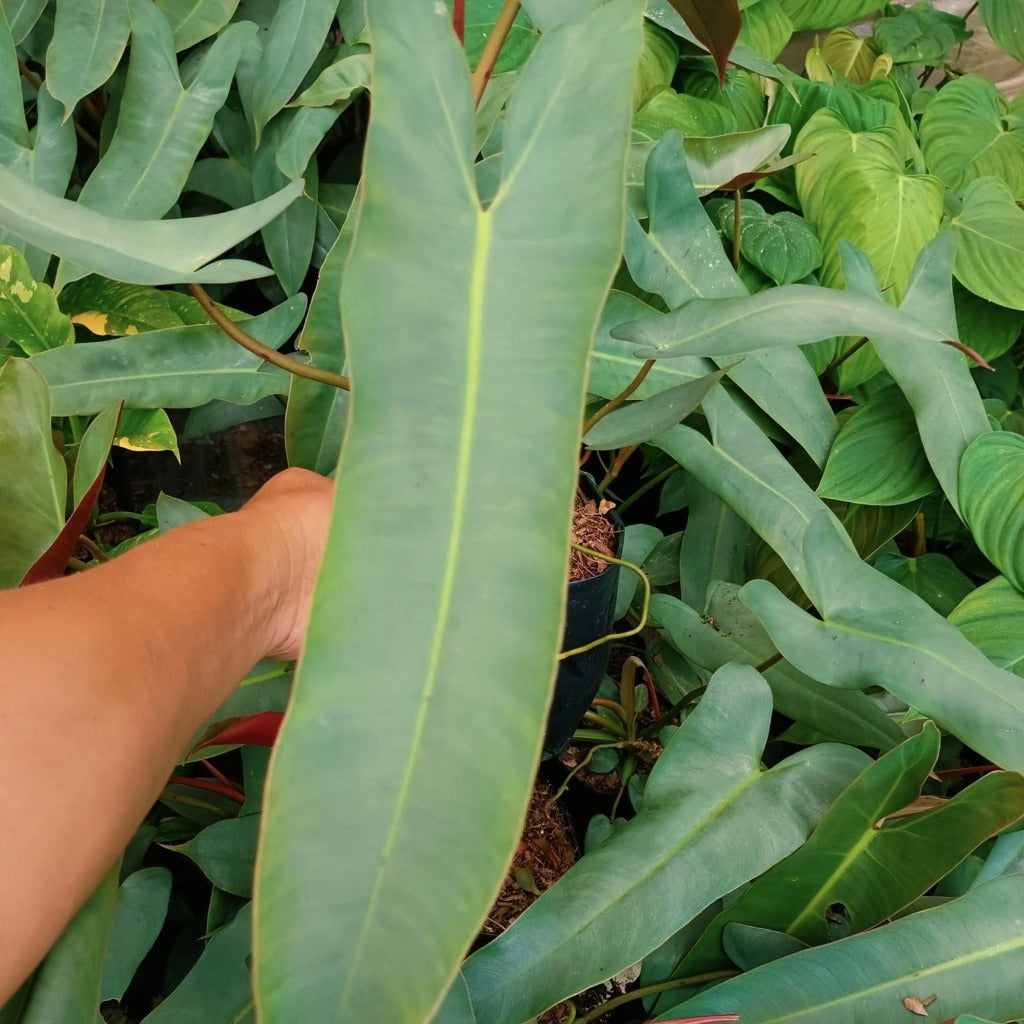 Philodendron Atabapoense Plant-myBageecha