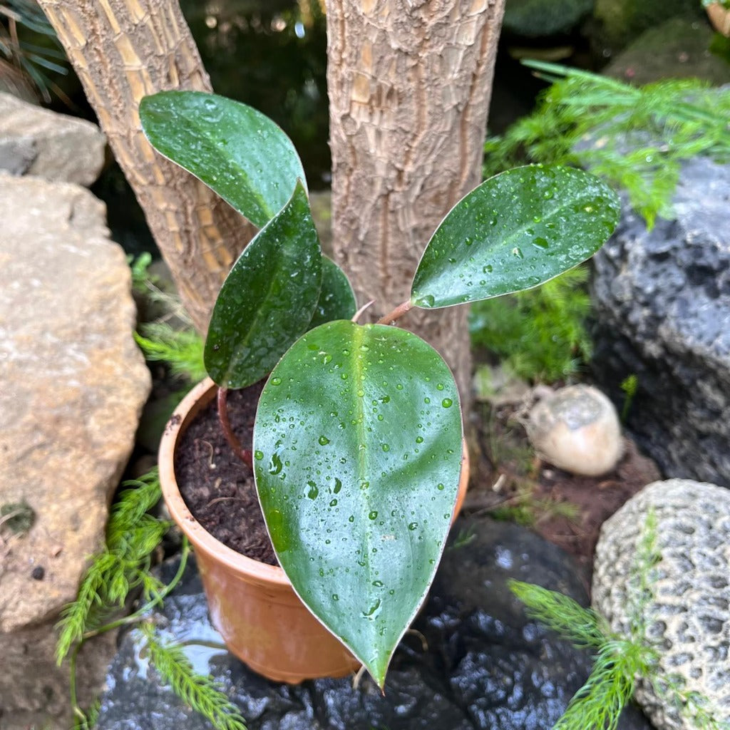 Philodendron Congo Red-myBageecha