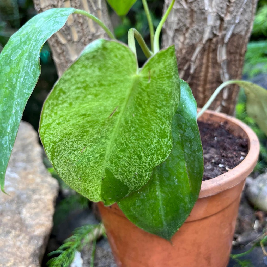 Philodendron Paraiso Verde Plant-myBageecha