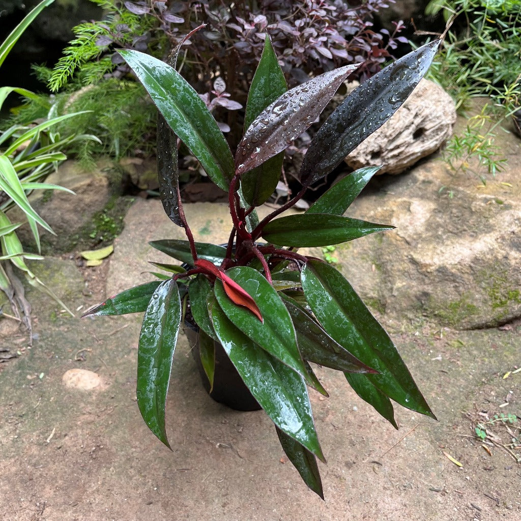 Philodendron Red Emerald Plant - myBageecha