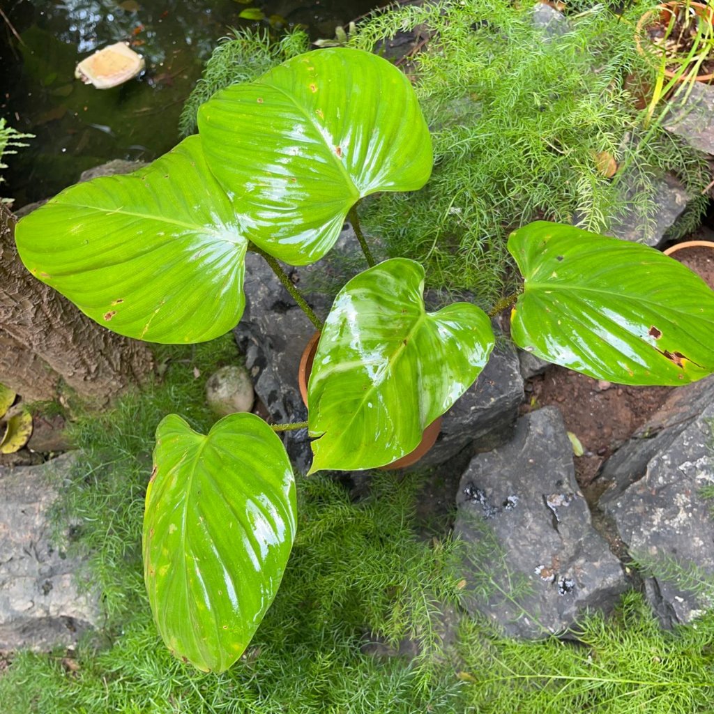 Philodendron Fuzzy Petiole-myBageecha