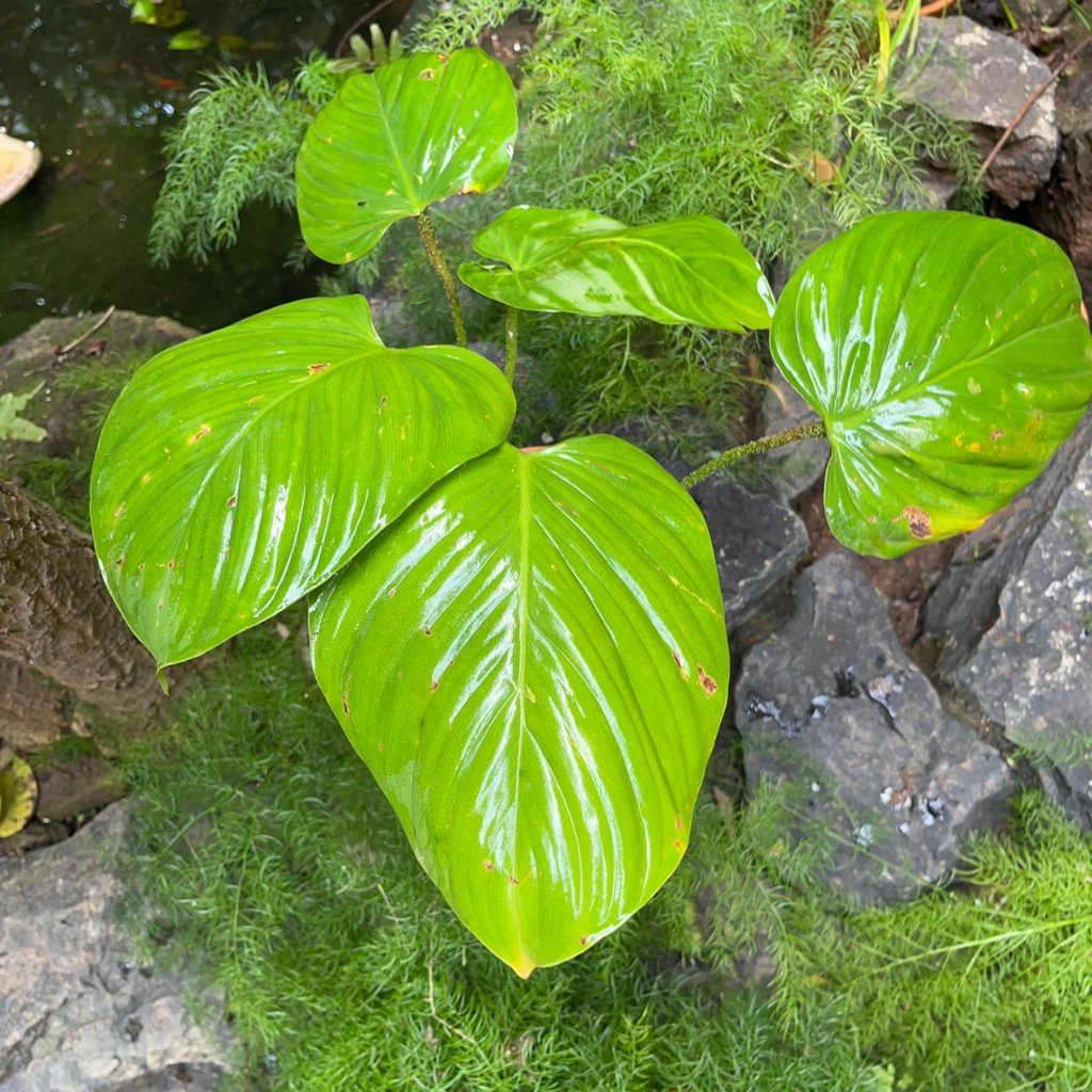 Philodendron Fuzzy Petiole-myBageecha