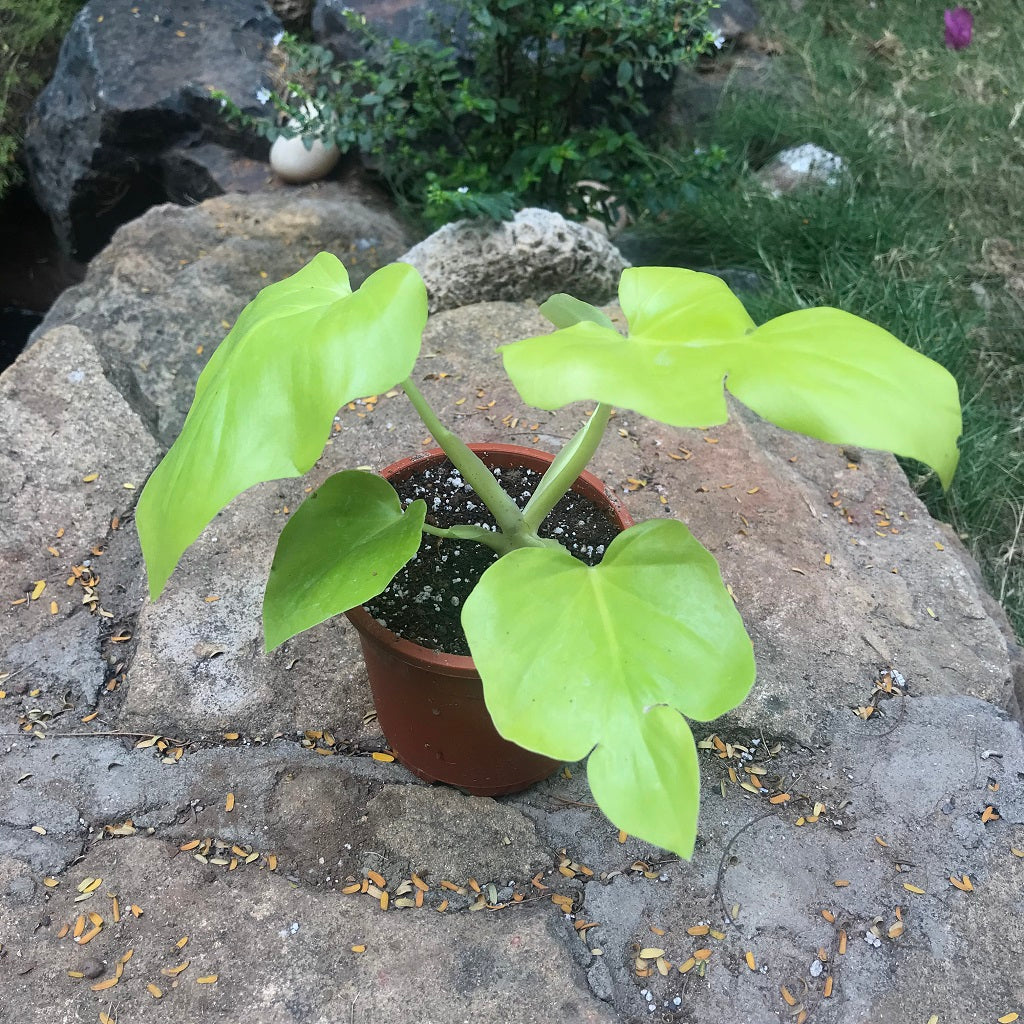 Philodendron Lemon Lime – Bright neon foliage that brings cheer to any room - myBageecha