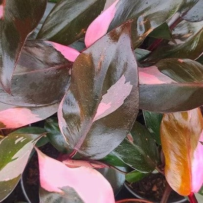Philodendron 'Pink Princess' Plant-myBageecha