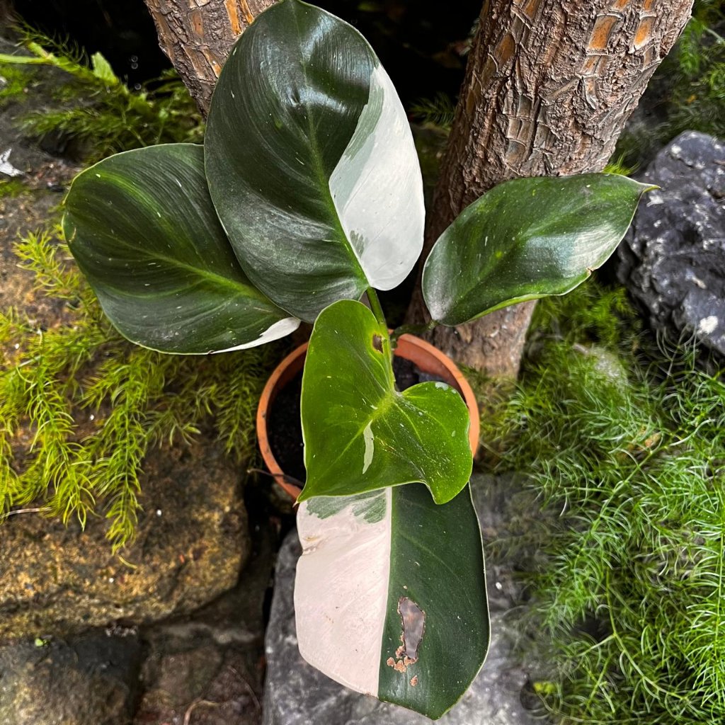 Philodendron White Princess-myBageecha