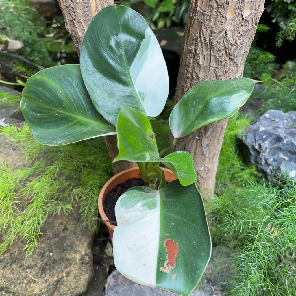 Philodendron White Princess-myBageecha