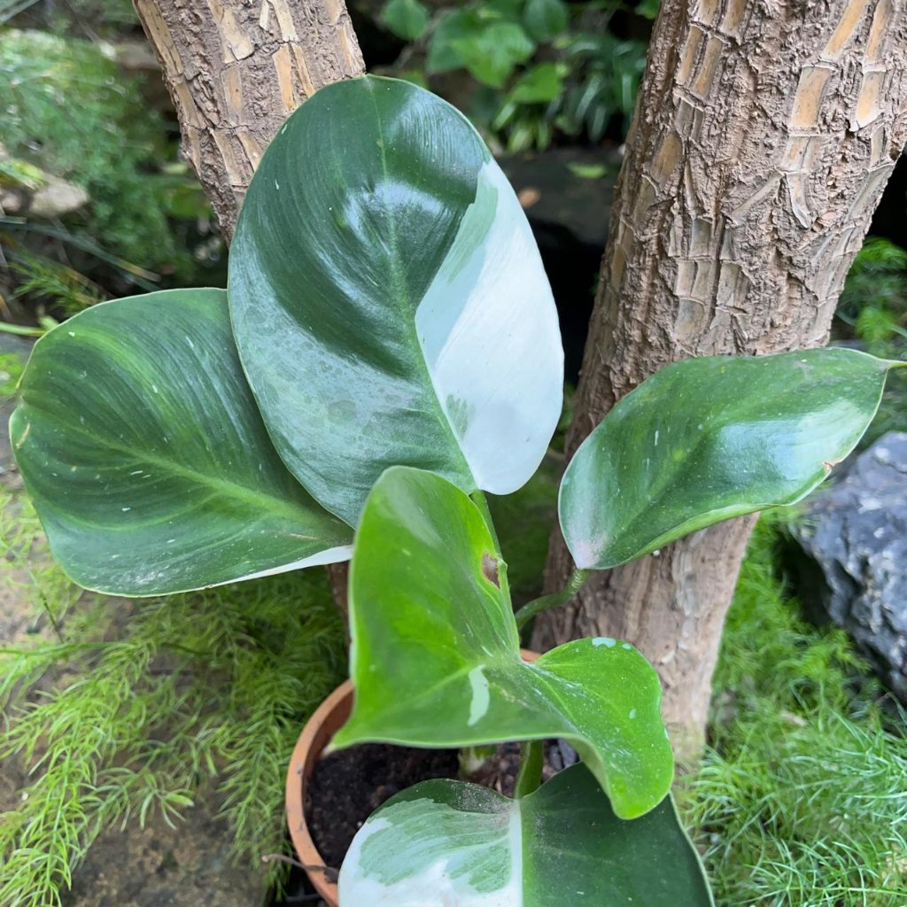 Philodendron White Princess-myBageecha