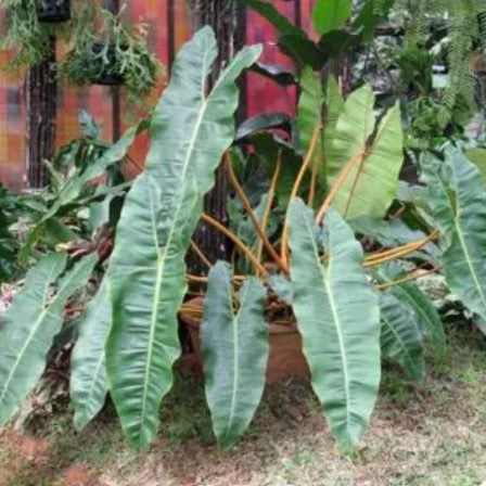 is philodendron billietiae a climber Philodendron Billietiae Plant in Self Watering Pot