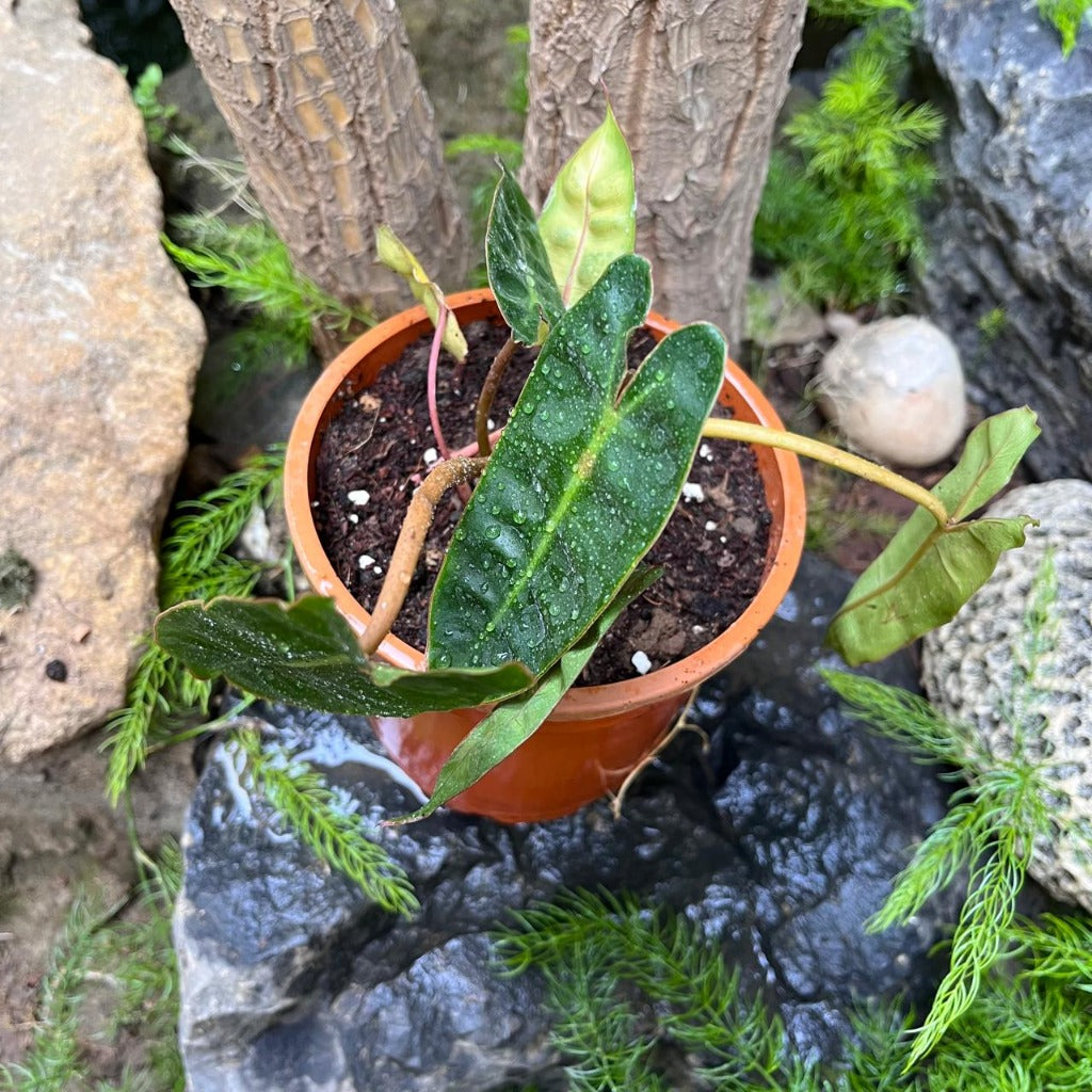 philodendron billietiae x hercules Philodendron Billietiae Plant in Self Watering Pot