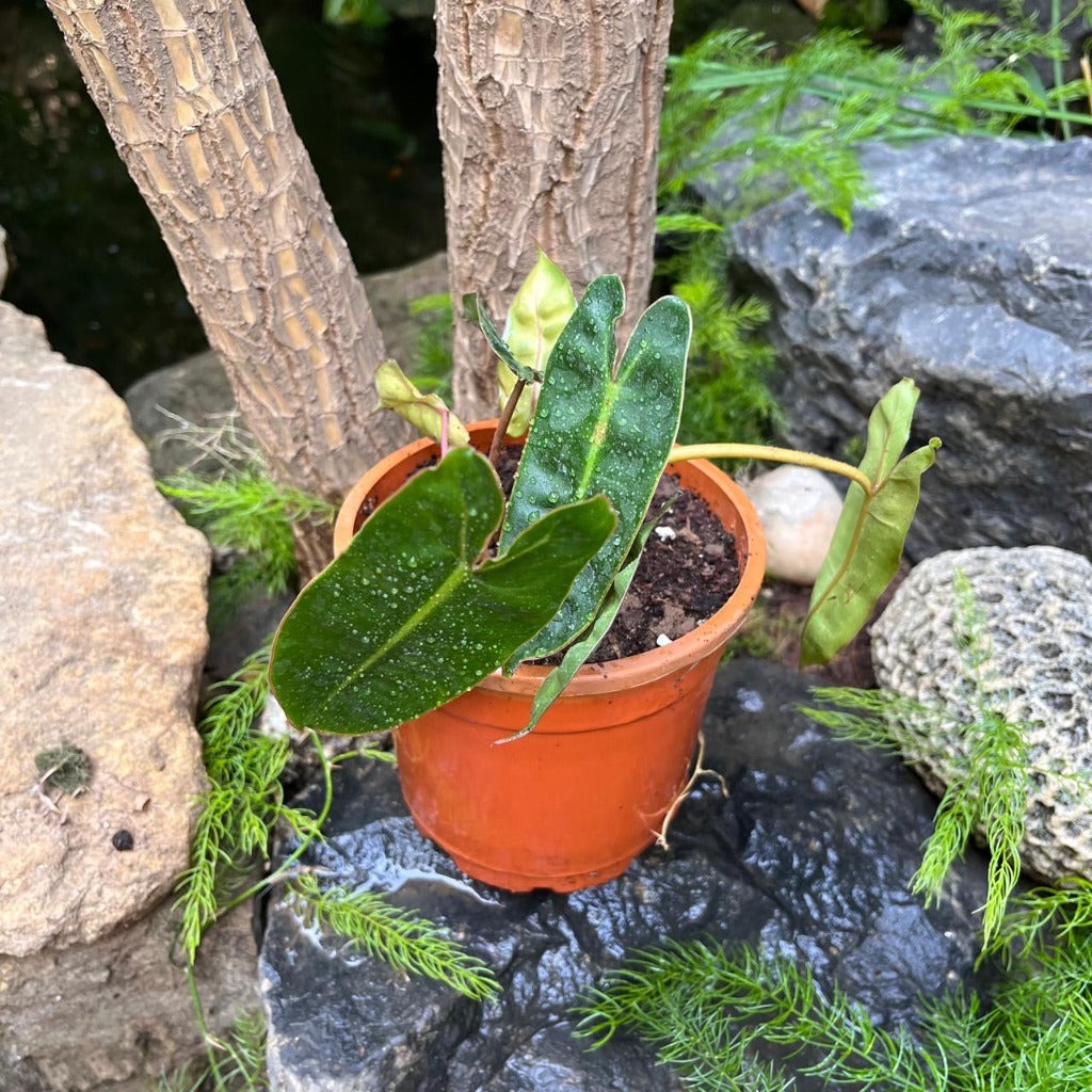 Philodendron billietiae-myBageecha