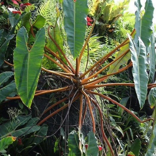 Philodendron billietiae Plant-myBageecha