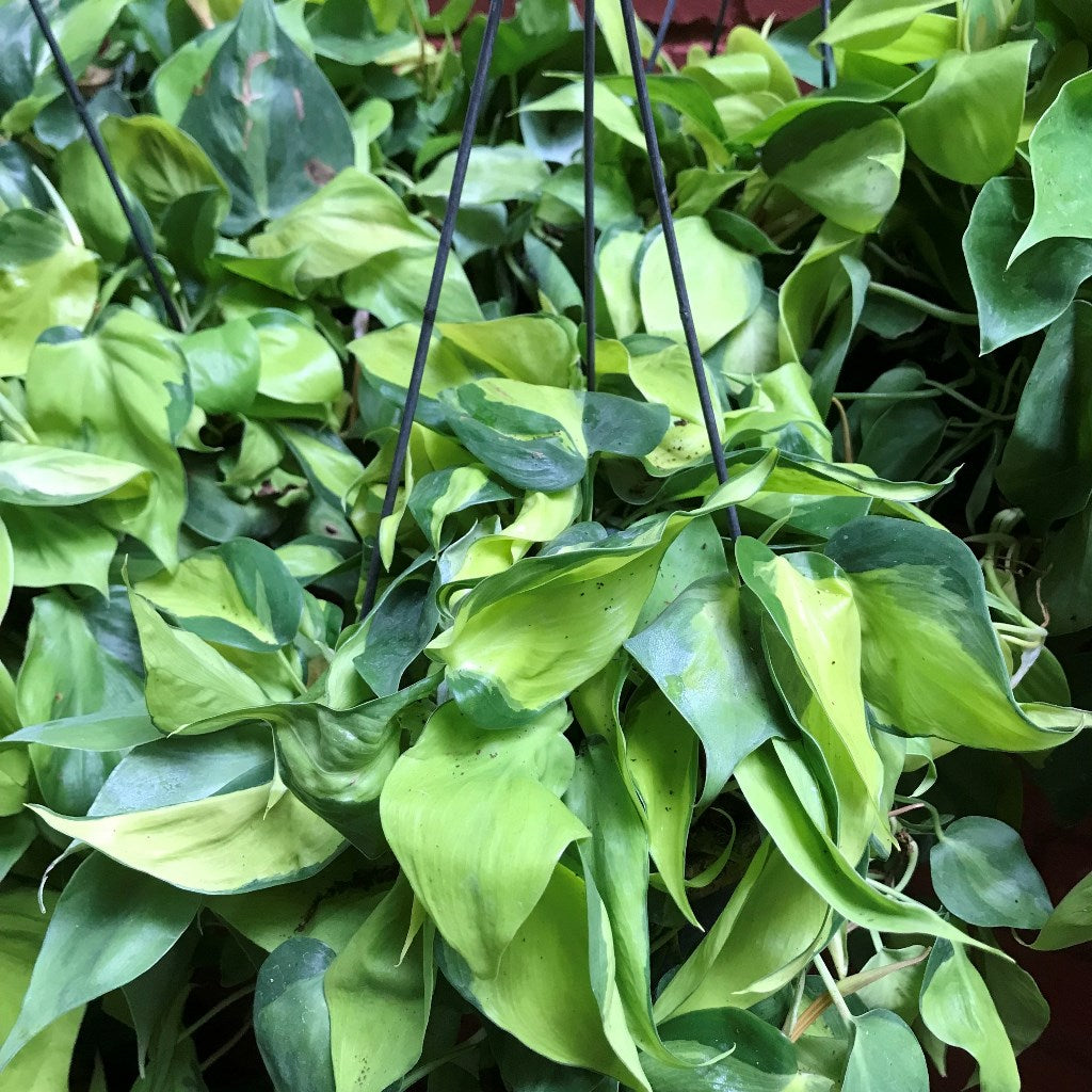 Philodendron Brazil (Cordatum Brazil) – Trailing heart-shaped leaves with bold lime and dark green variegation - myBageecha