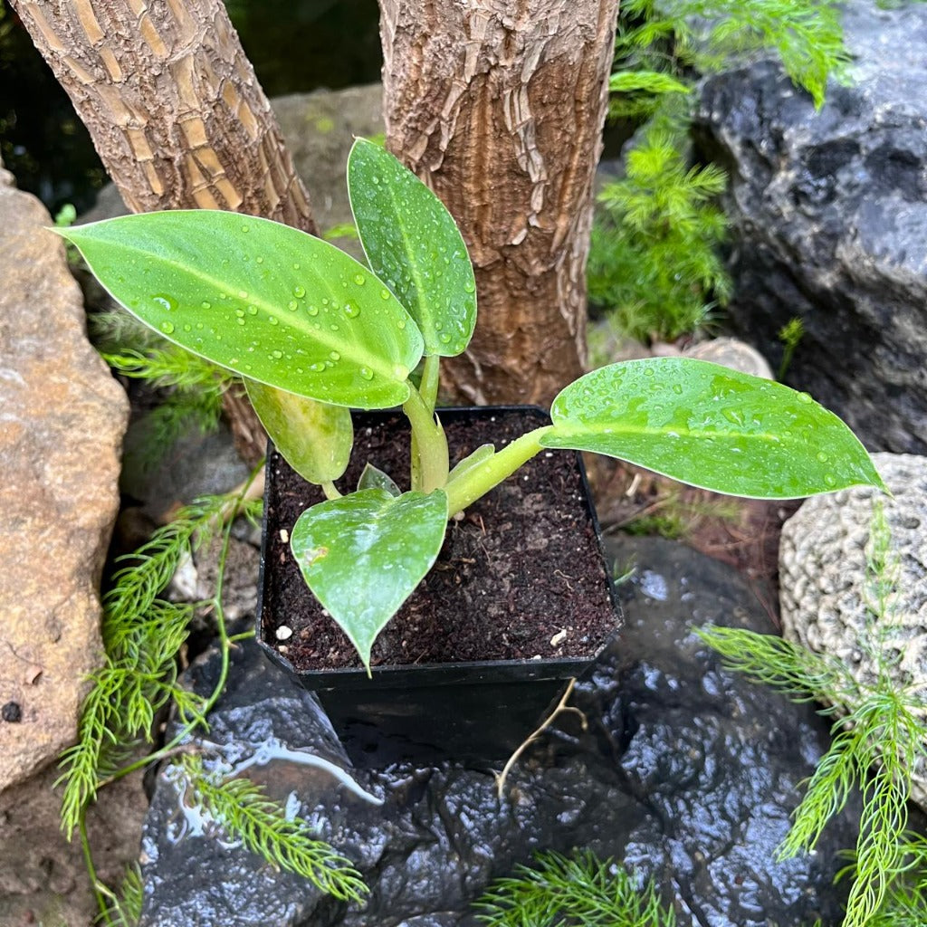Philodendron giganteum-myBageecha