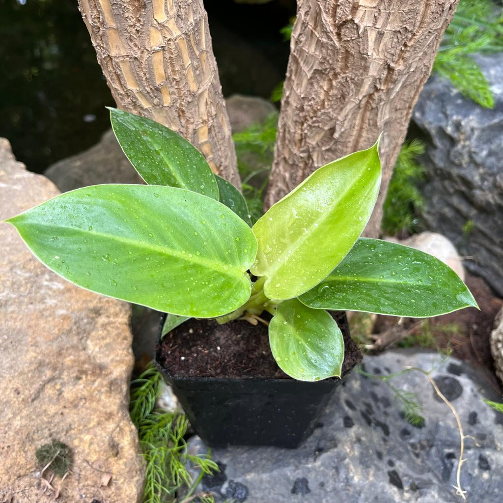 philodendron ruay sap variegated Philodendron Ruaysap Variegated Decorative Plant