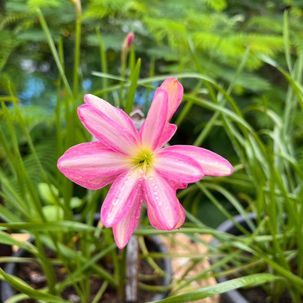 Rain Lily 'Pink Butterfly' - A single pink flower with pale yellow-white stripes and water droplets, surrounded by green leaves in a garden setting.- myBageecha