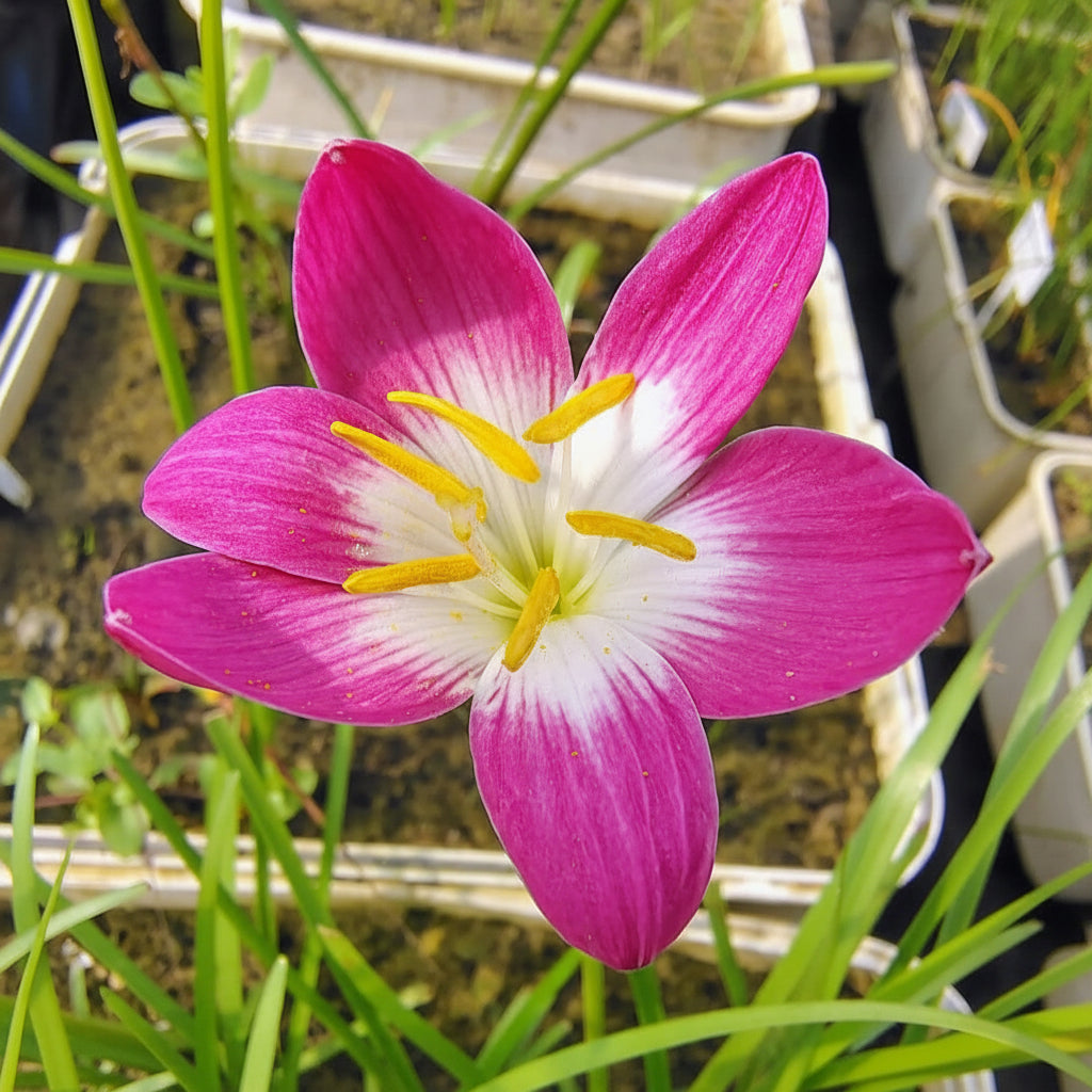 Rain Lily 'Pink Nadia' blooming -myBageecha