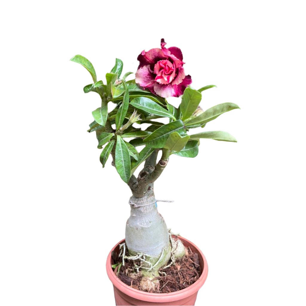 Pink Blush Adenium-myBageecha