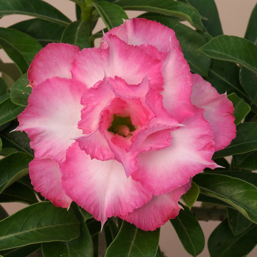 Pink Delight adenium plant-myBageecha