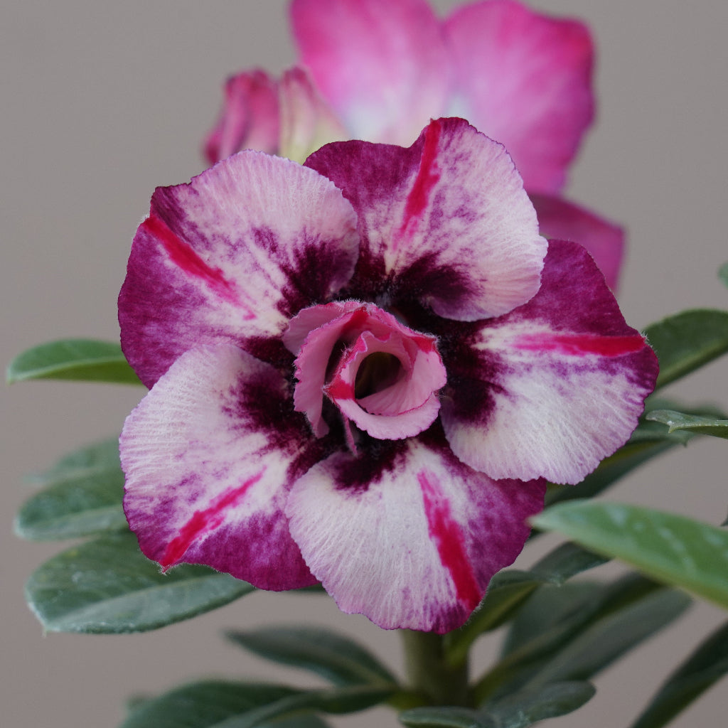 Pink Galaxy Adenium plant-mybageecha